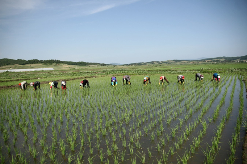 人工(gōng)除草(cǎo)_副本.jpg